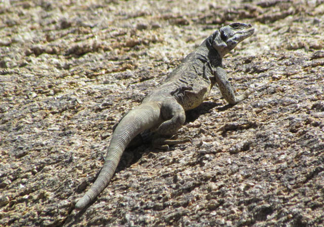Chuckwalla